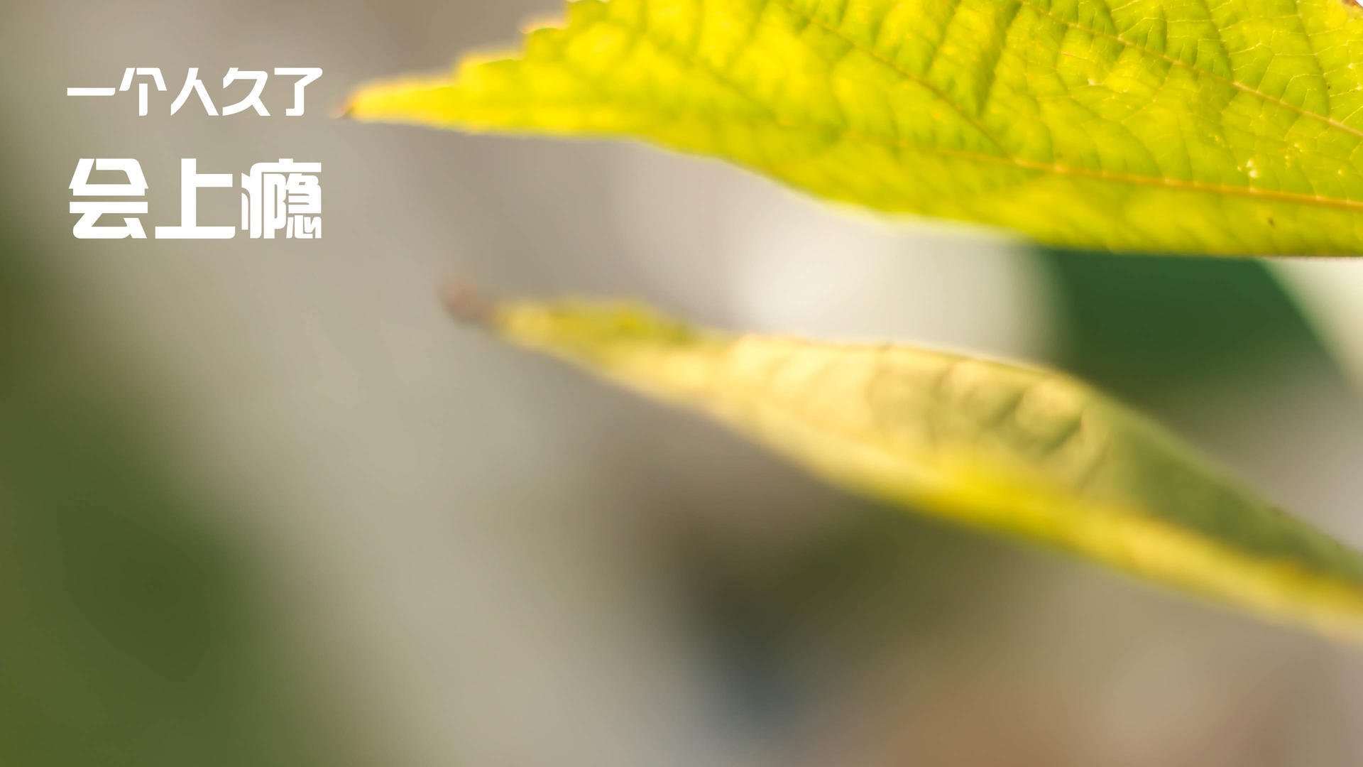 开云体育官网登入-“中国足球新星：从校园到职业舞台的蜕变”，中国足球新人排名